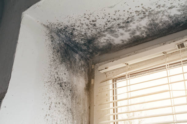 Affordable Crawl Space Mold Removal solutions in Alpine, NJ